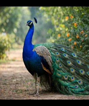 National Bird of India